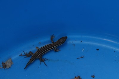 Podarcis melisellensis - juvenile of The Dalmatian wall lizard - when they are young, they have these two beautiful lateral white lines